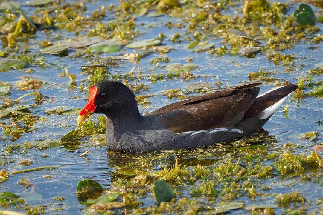 Eurasian Moorhen